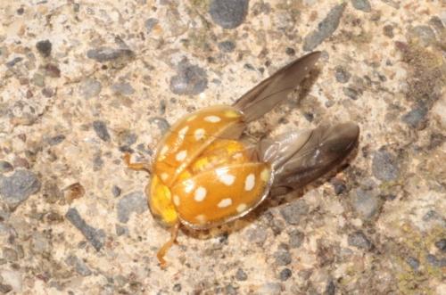 Halyzia sedecimguttata